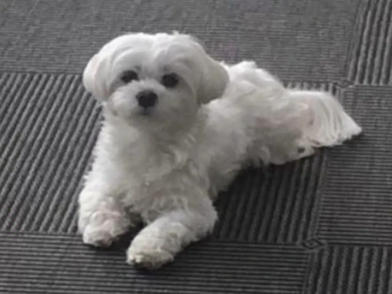 Billede 4 - Shih Tzu (boomer) hvalpe