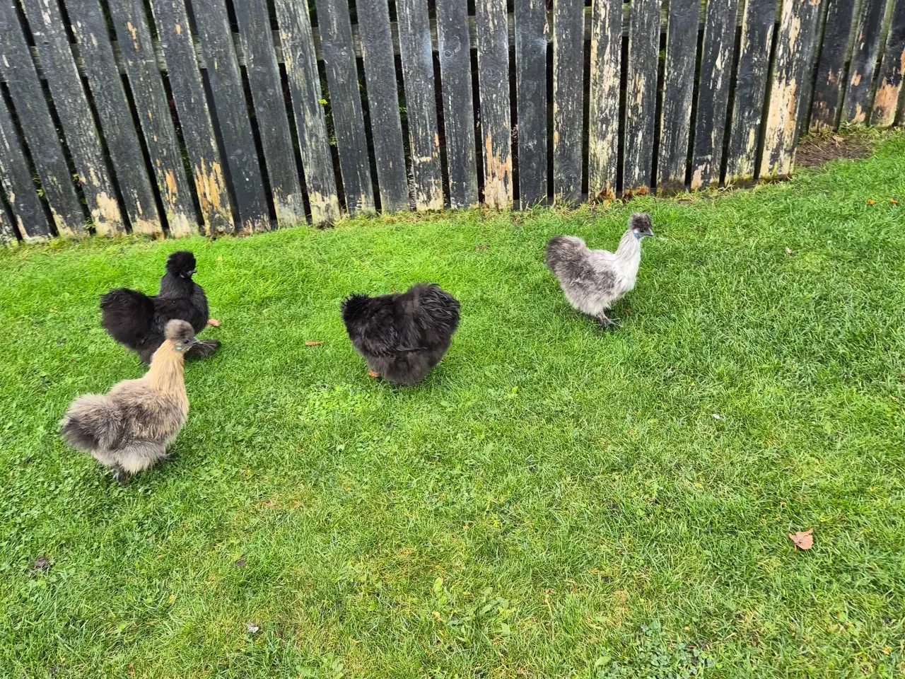 Billede 1 - Dværg Silke høns