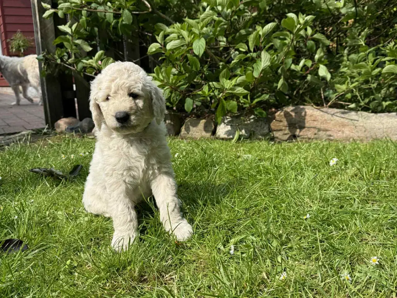 Billede 14 -  Goldendoodle 2. generation 