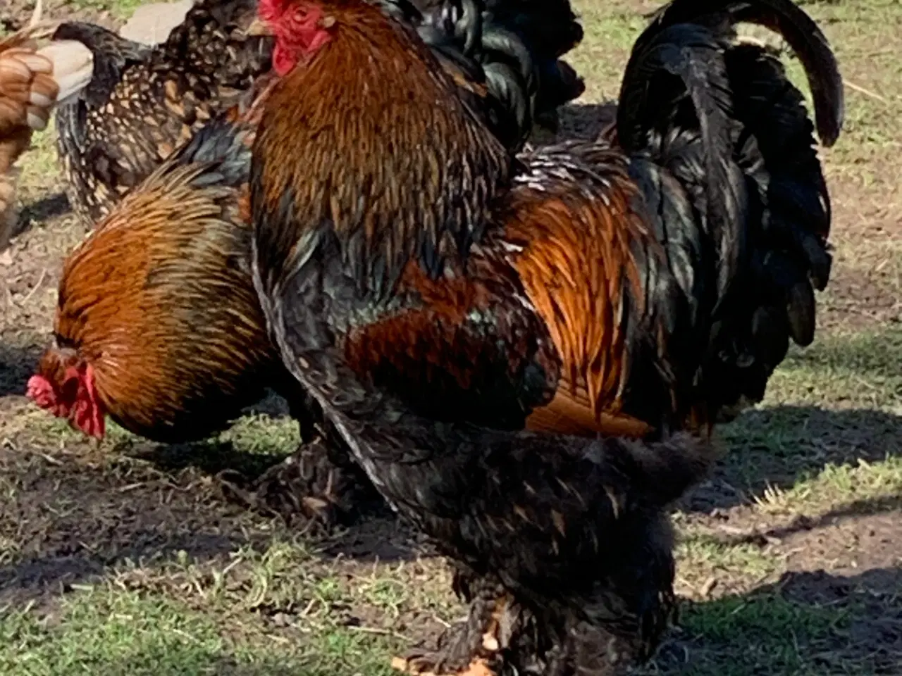 Billede 4 - Brahma kyllinger klækket 19.-20.