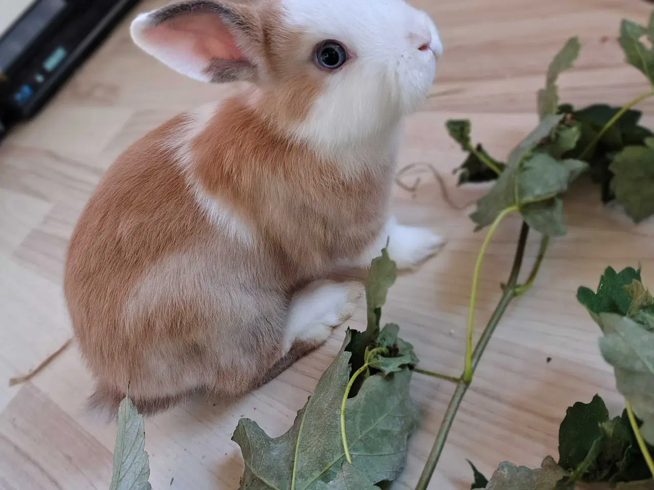 Billede 2 - Find Din Perfekte Kanin Her 🐰