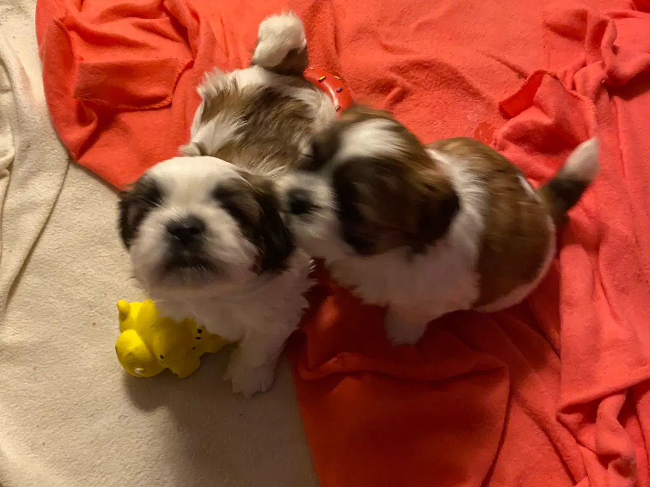 Billede 2 - Shih tzu hvalp