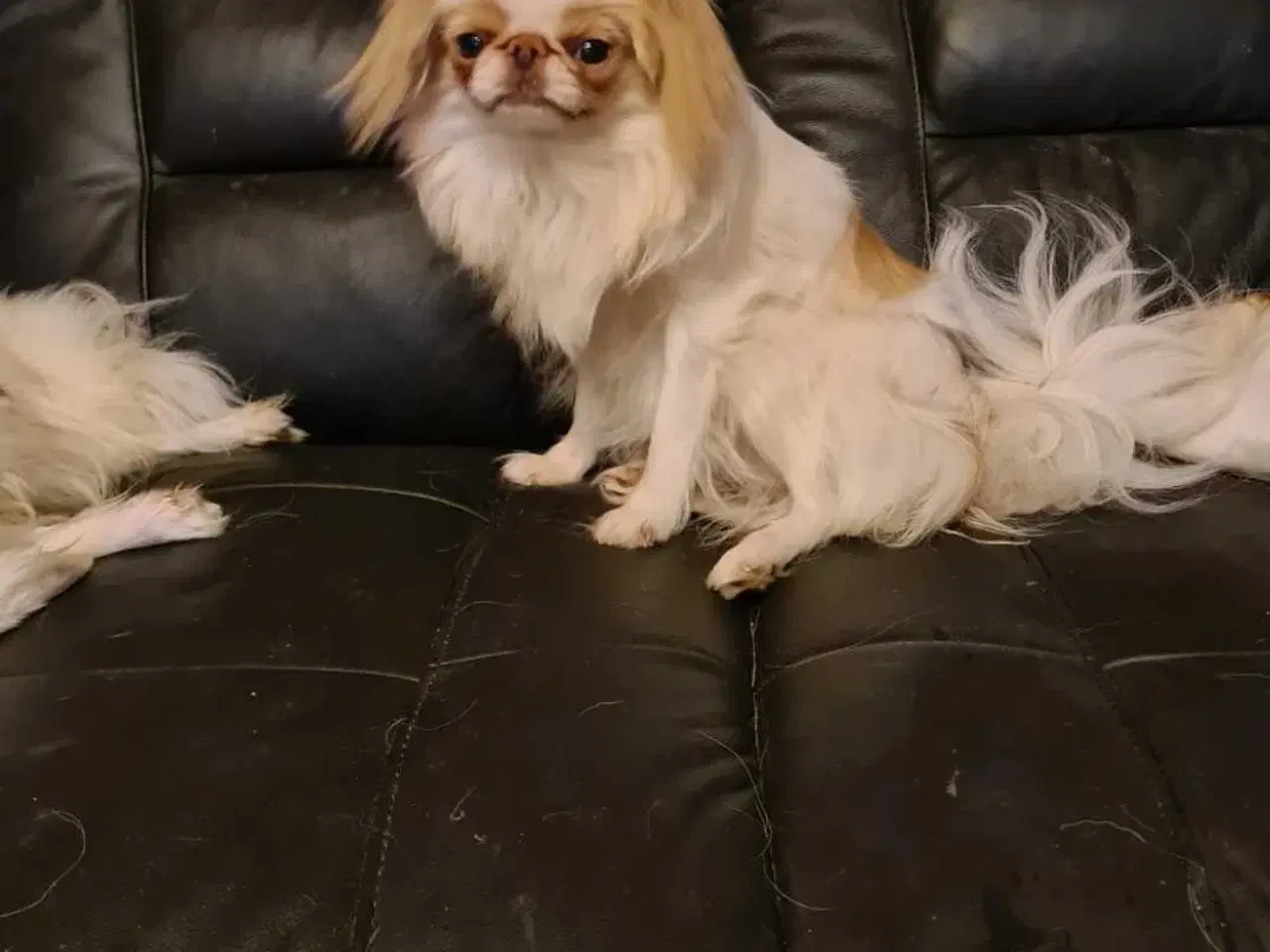 Billede 3 - Japanese chin 
