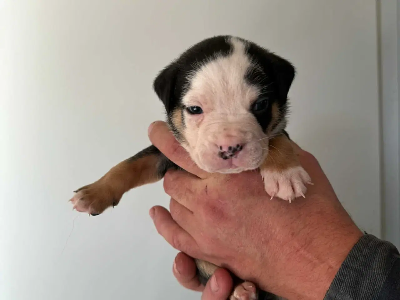 Billede 10 - Bull-Aussie