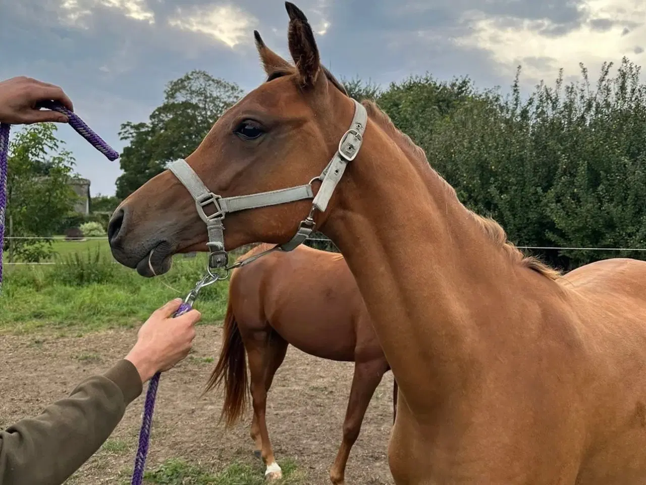 Billede 3 - 3 års hoppe - med stamtavle 