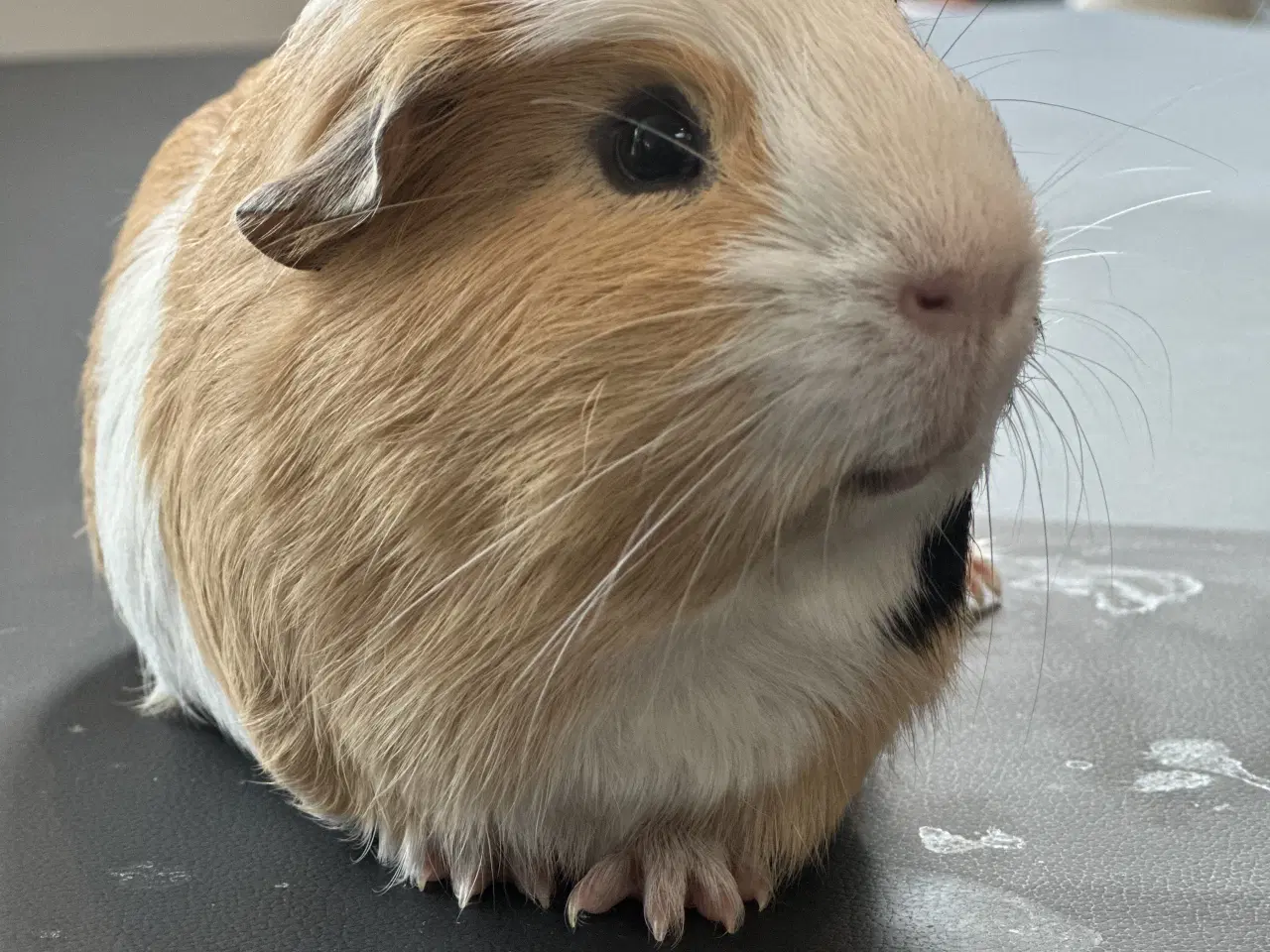 Billede 1 - Marsvine han, saltkaramel