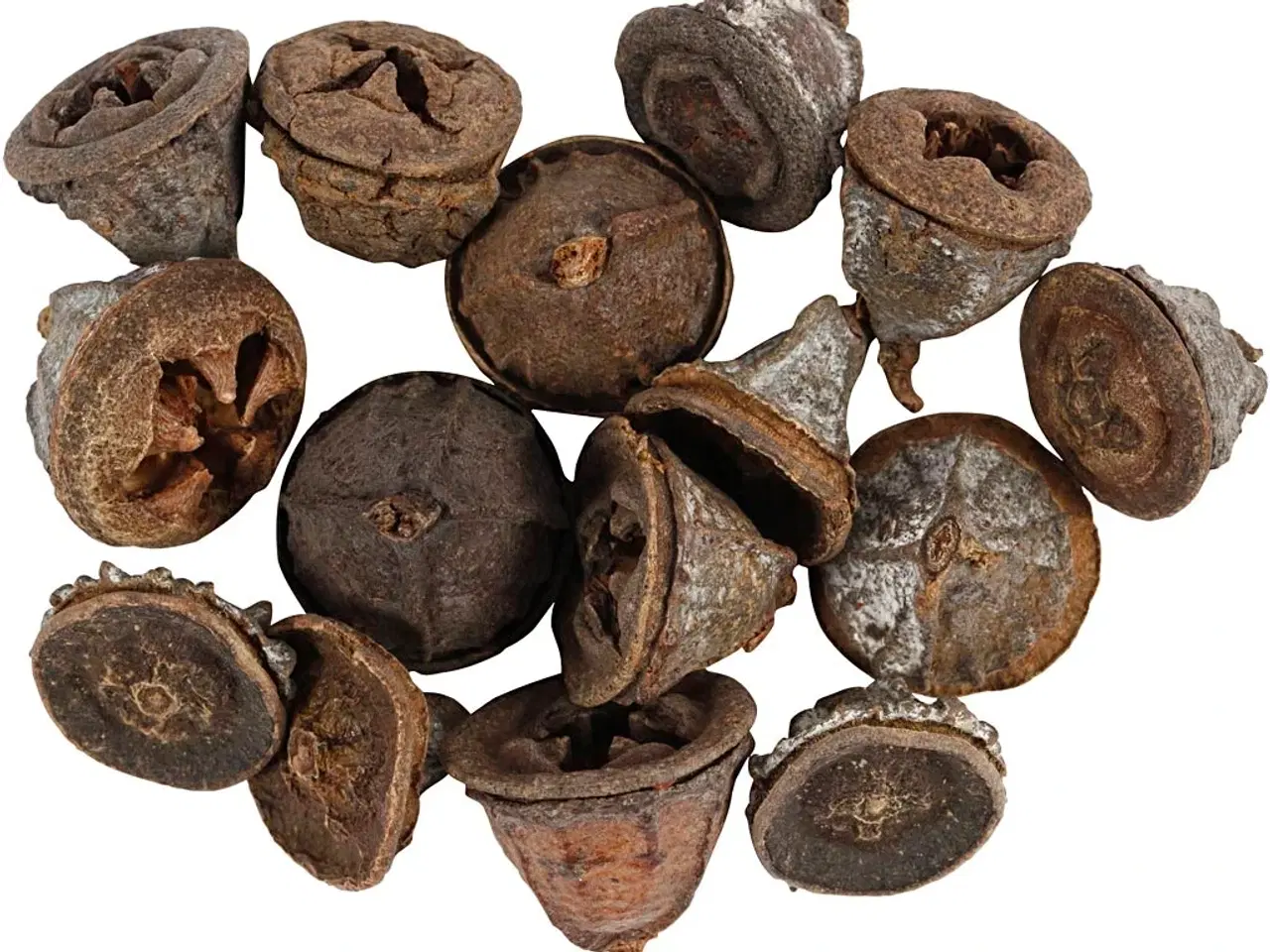 Billede 1 - Eucalyptuskogler 25g - Naturlig Dekoration til Hjemmet