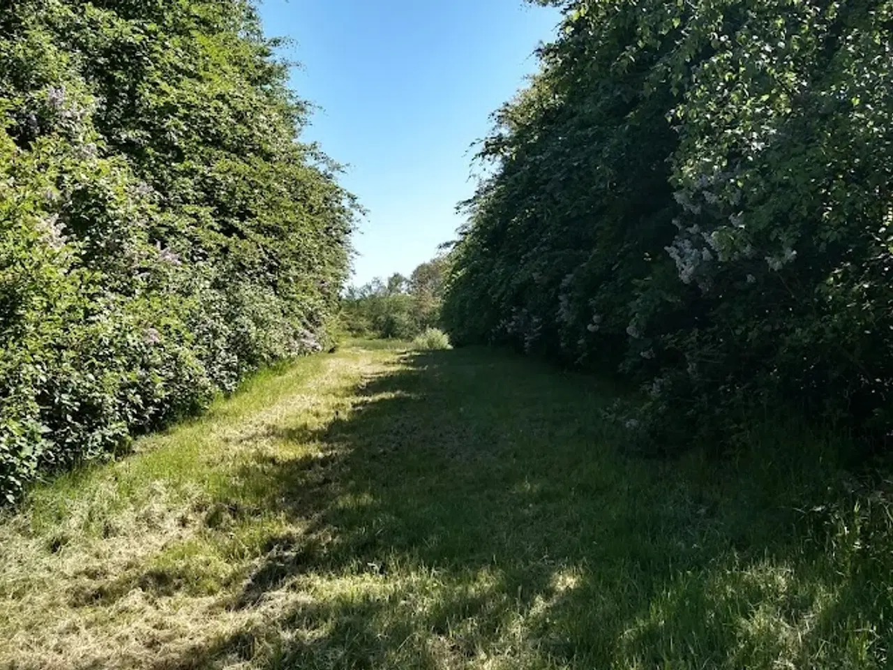 Billede 9 - Jagt ejendom på 11,2Ha, særligt natur og egen sø.