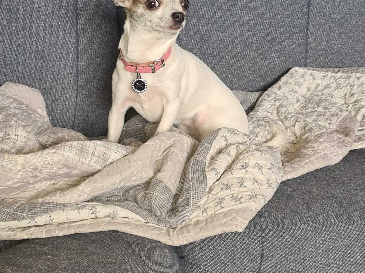 Billede 8 - Små chihuahua 