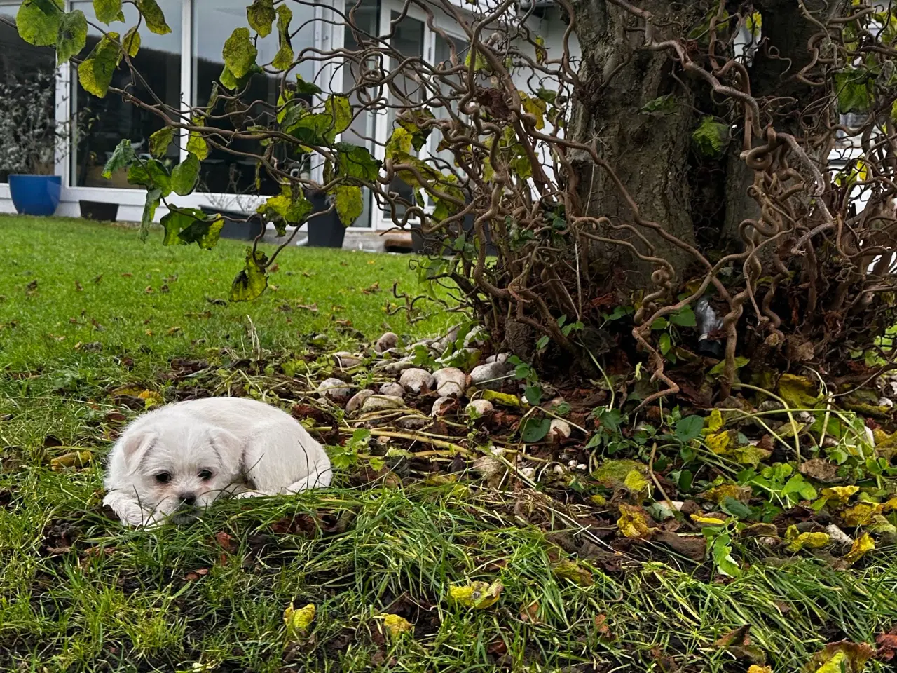 Billede 3 - Han Hvalpe 