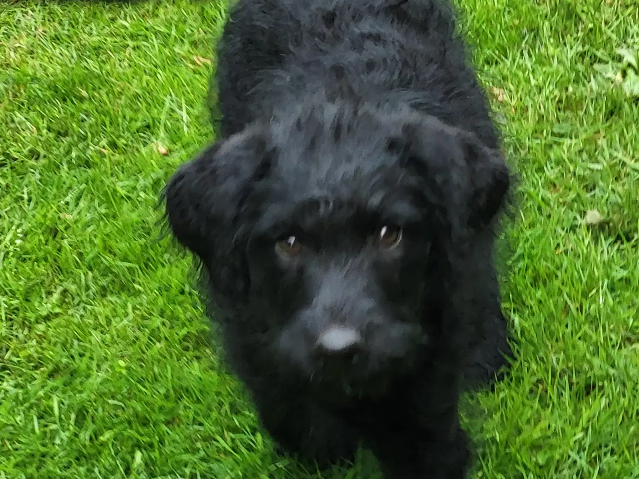 Billede 2 - Labra Doodle Hvalp