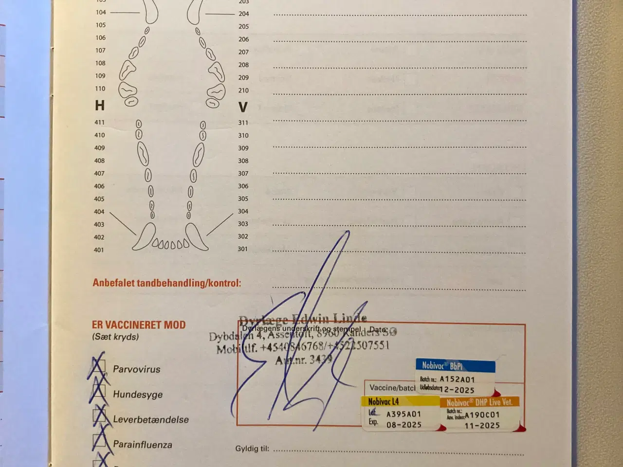 Billede 2 - Hund søger ny ejer (hvalp 4 md. hun hund)