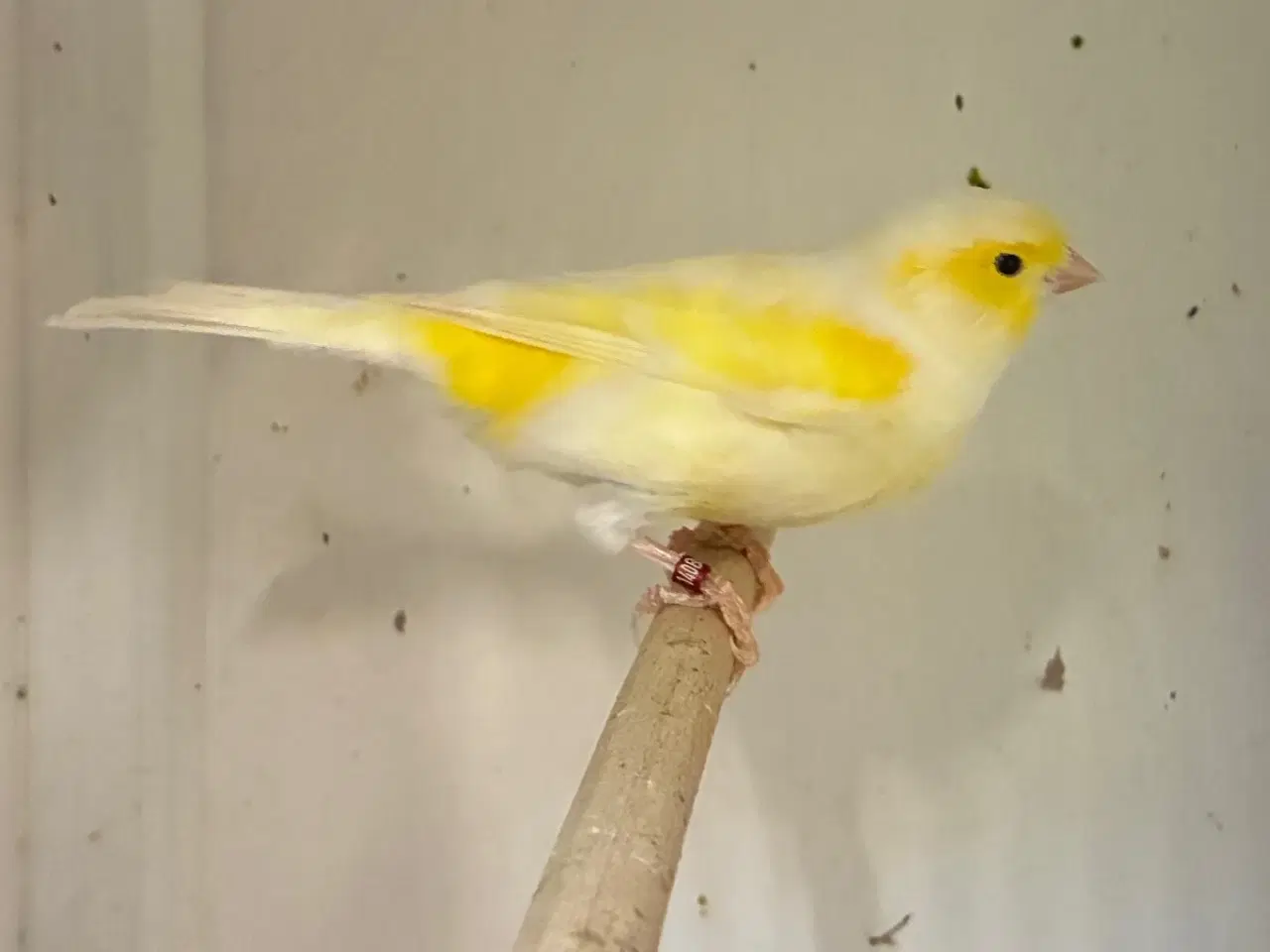 Billede 2 - Gul Mosaik