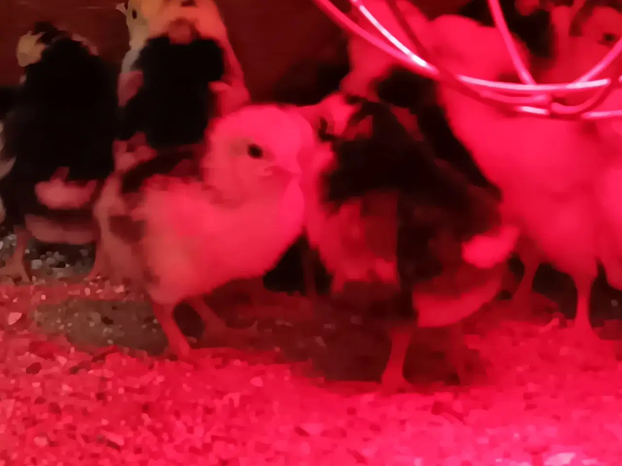 Billede 3 - SKÅNSKE BLOMSTERHØNS KYLLINGER 🐣🐥🐤