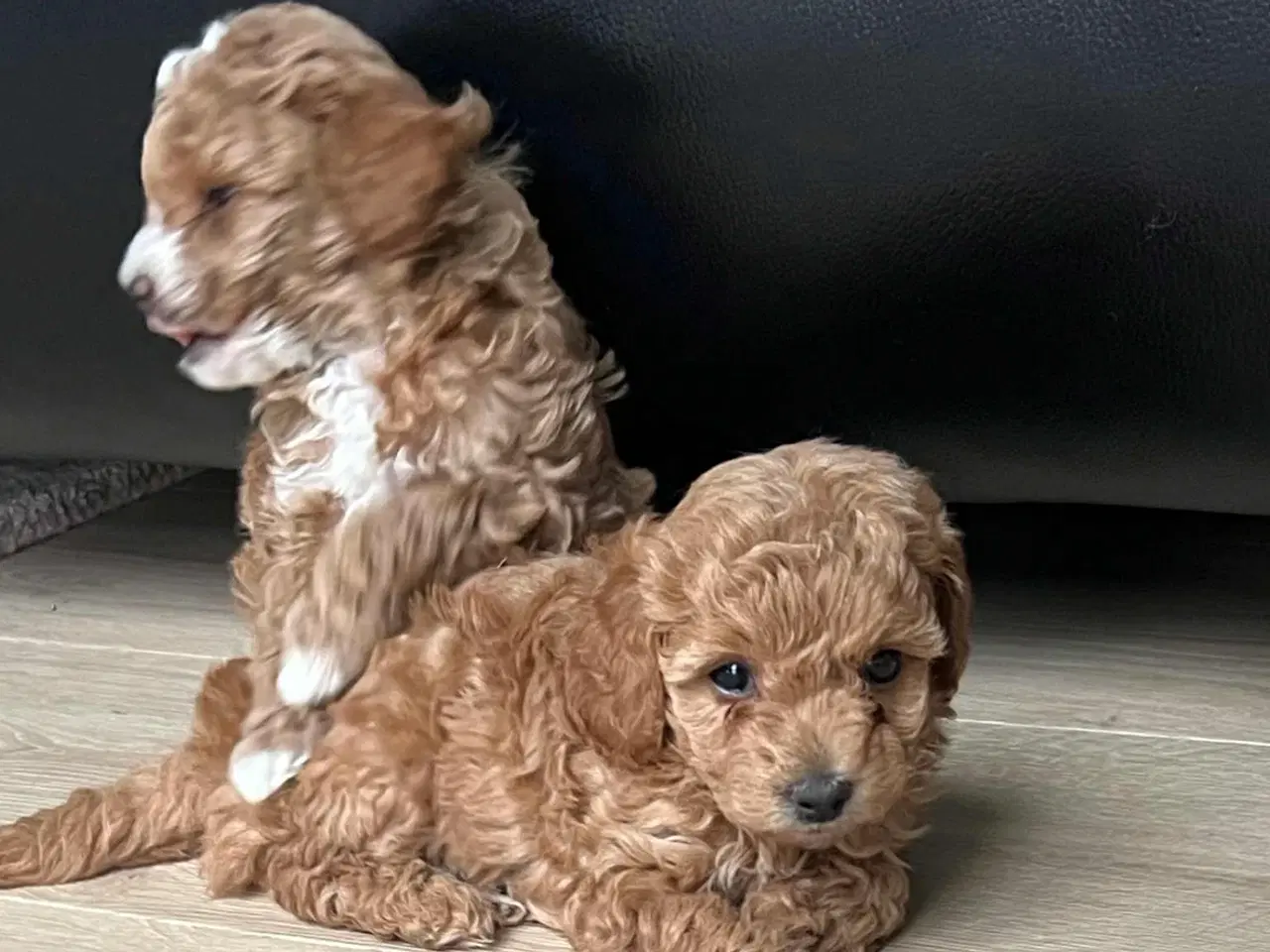 Billede 5 - 🐩 Små dværgpuddelhvalpe søger nye kærlige hjem 🏡