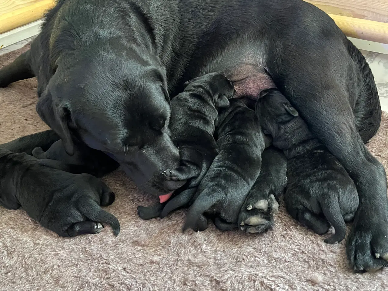 Billede 2 - Labradorhvalpe af ‘gammeldags’ type