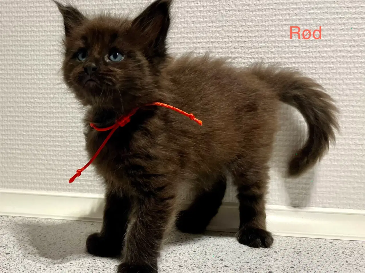 Billede 2 - Maine Coon Killinger