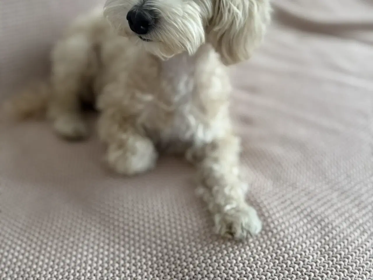 Billede 7 - Maltipoo Pomchi blanding