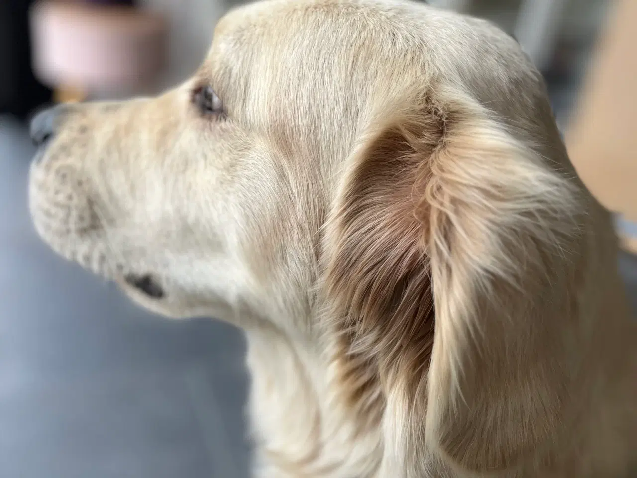 Billede 9 - Super søde familiehunde