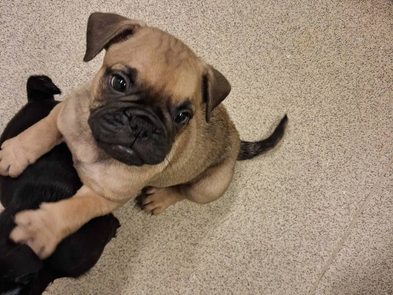 Billede 11 - Små hvalpe salgs klar