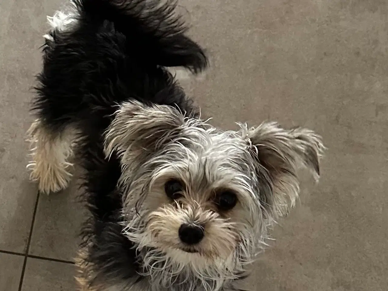 Billede 1 - Yorkshire Terrier