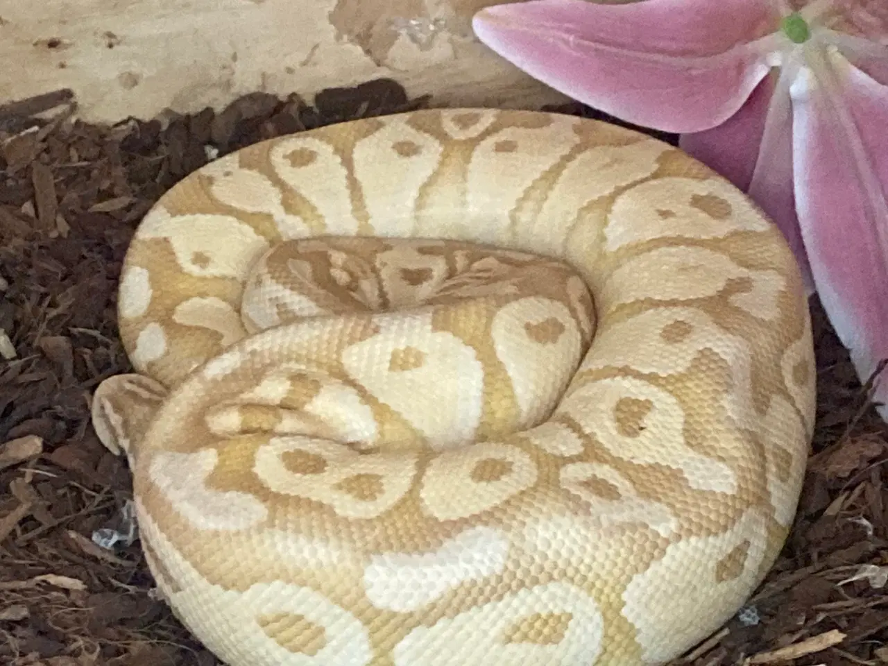 Billede 1 - Kongepyton Dh Albino Pied