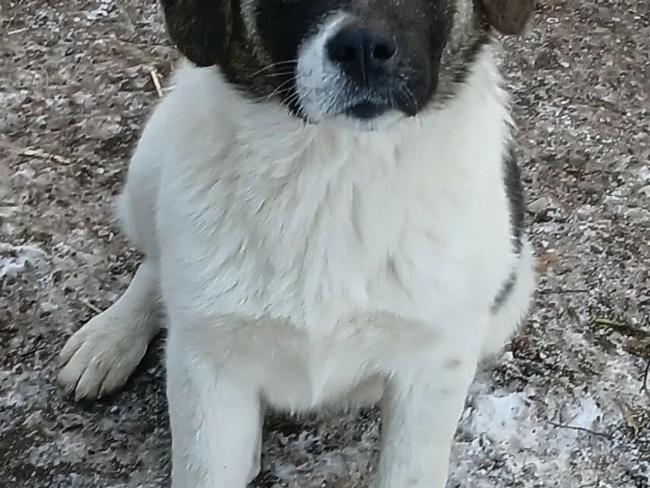 Billede 1 - Savannah drømmer om et hjem 🩷