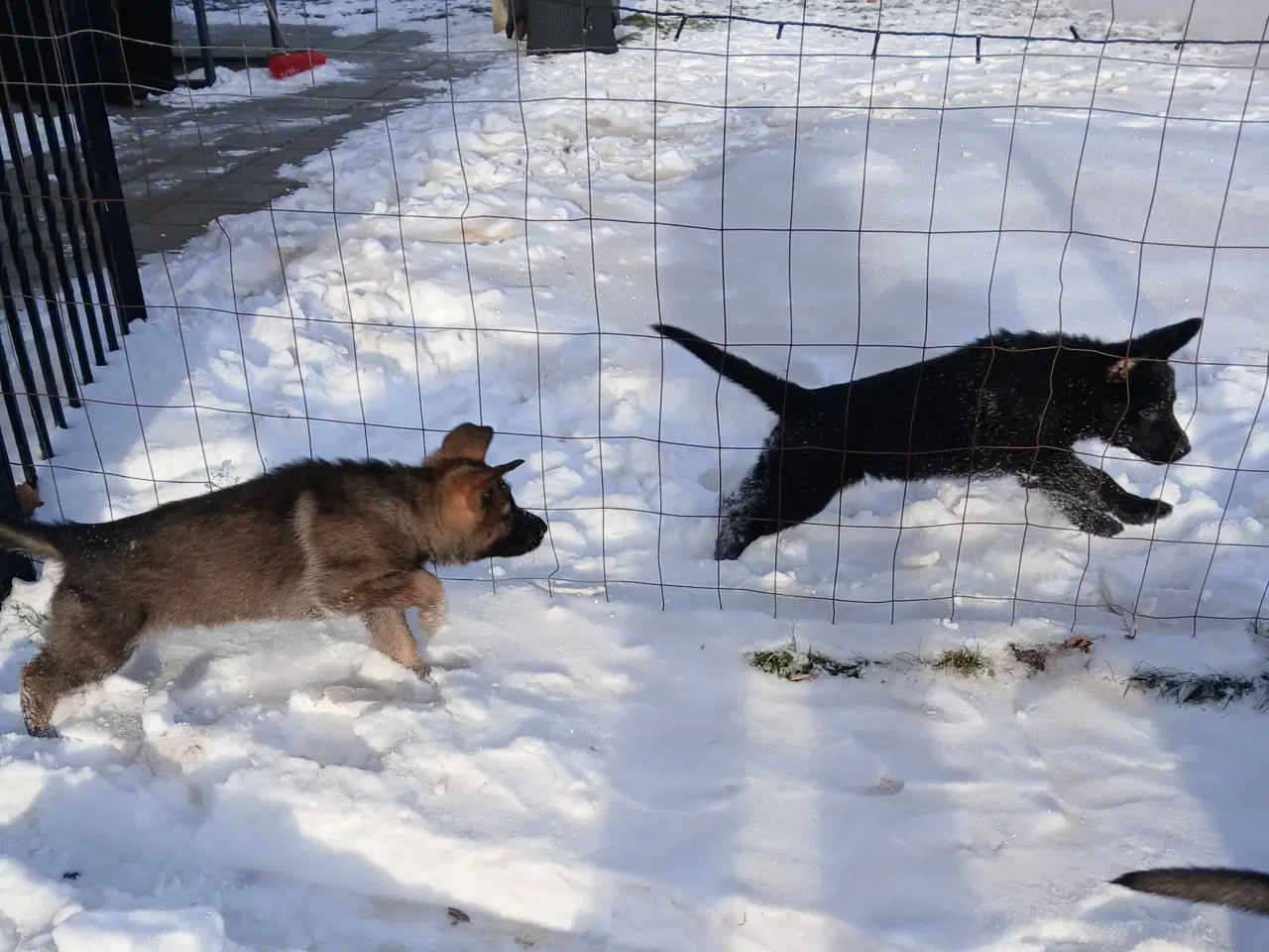 Billede 3 - Schæfer hvalp (tæve)