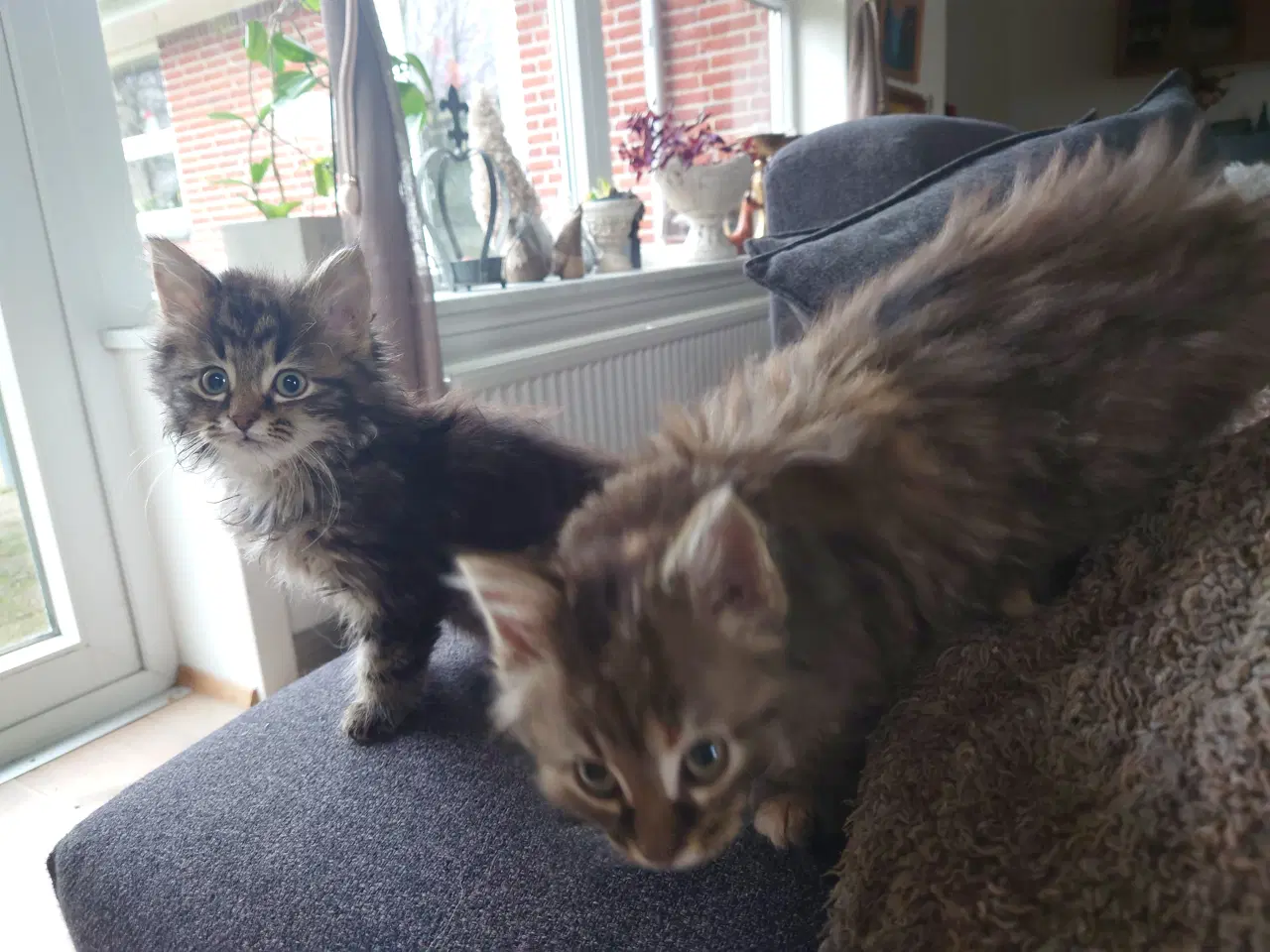 Billede 5 - Maine coon killing Far med tavle