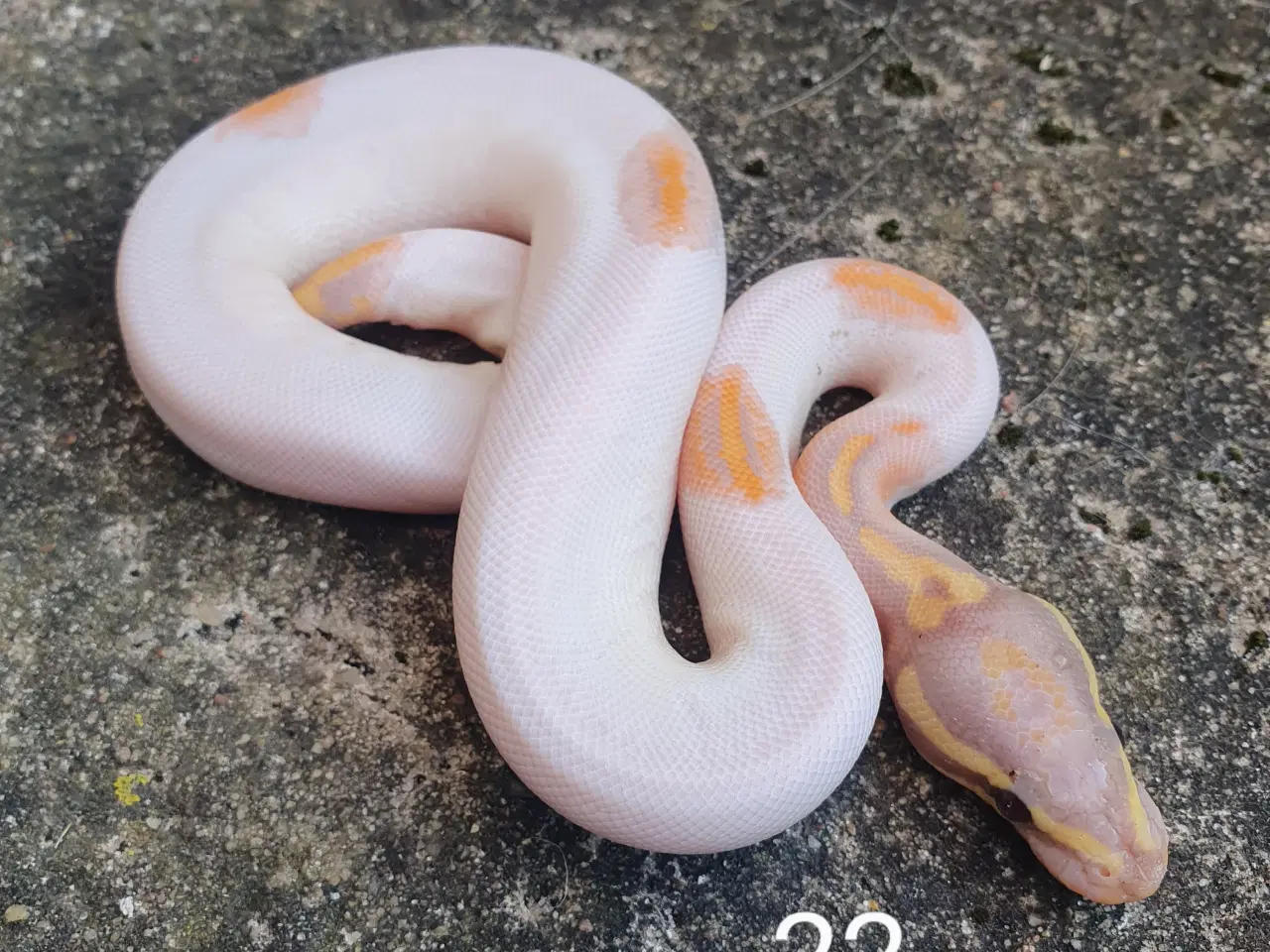 Billede 1 - Pied kongepythons. Opdateret.