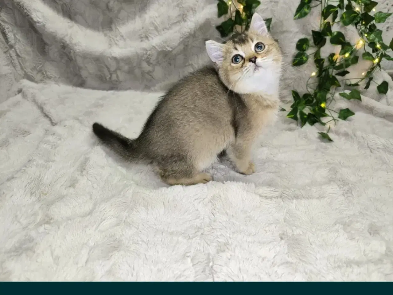 Billede 4 - British shorthair Chinchila ny25 !