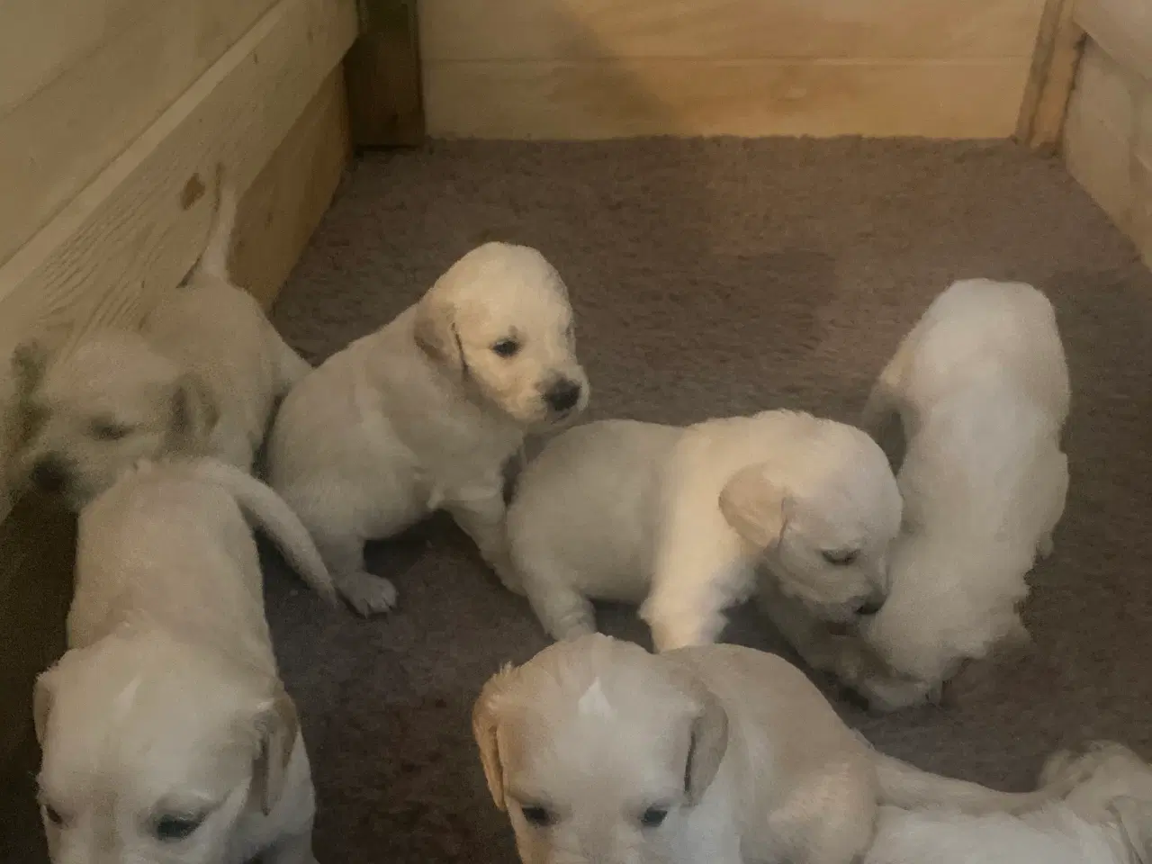 Billede 2 - Golden Retriever hvalpe