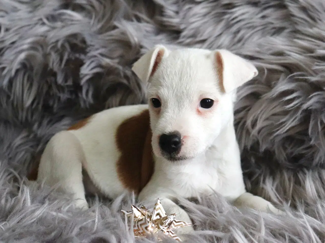 Billede 2 - Jack Russell terrier hvalpe