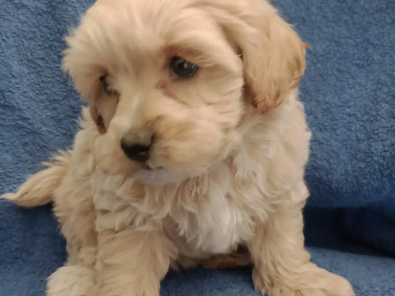 Billede 11 - Maltipoo hvalpe