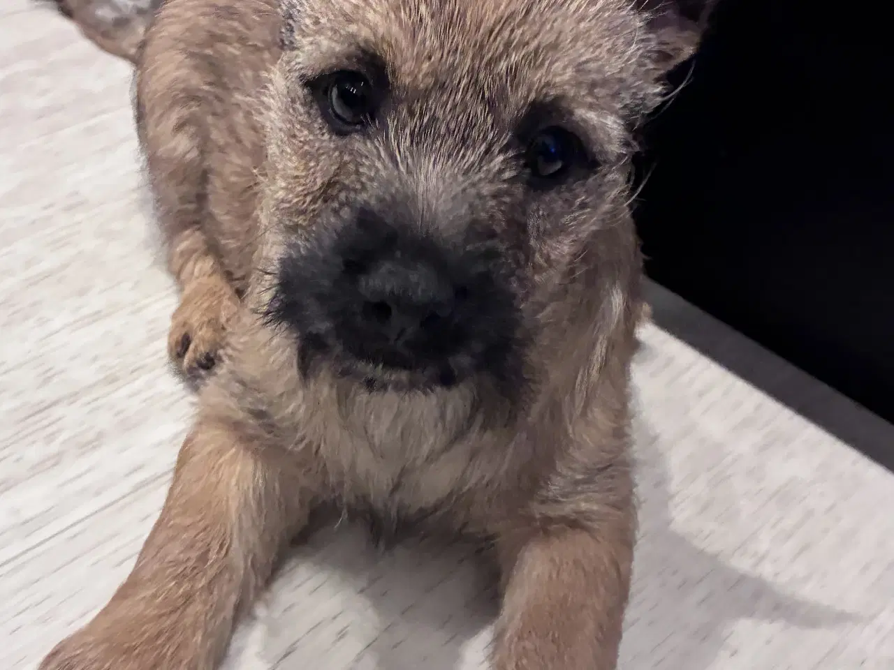 Billede 4 - KUN 2 TILBAGE -skønne Cairn tæver