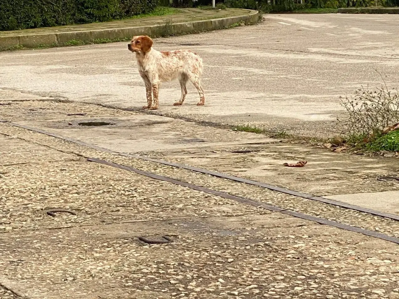 Billede 6 - Amy søger et trygt hjem