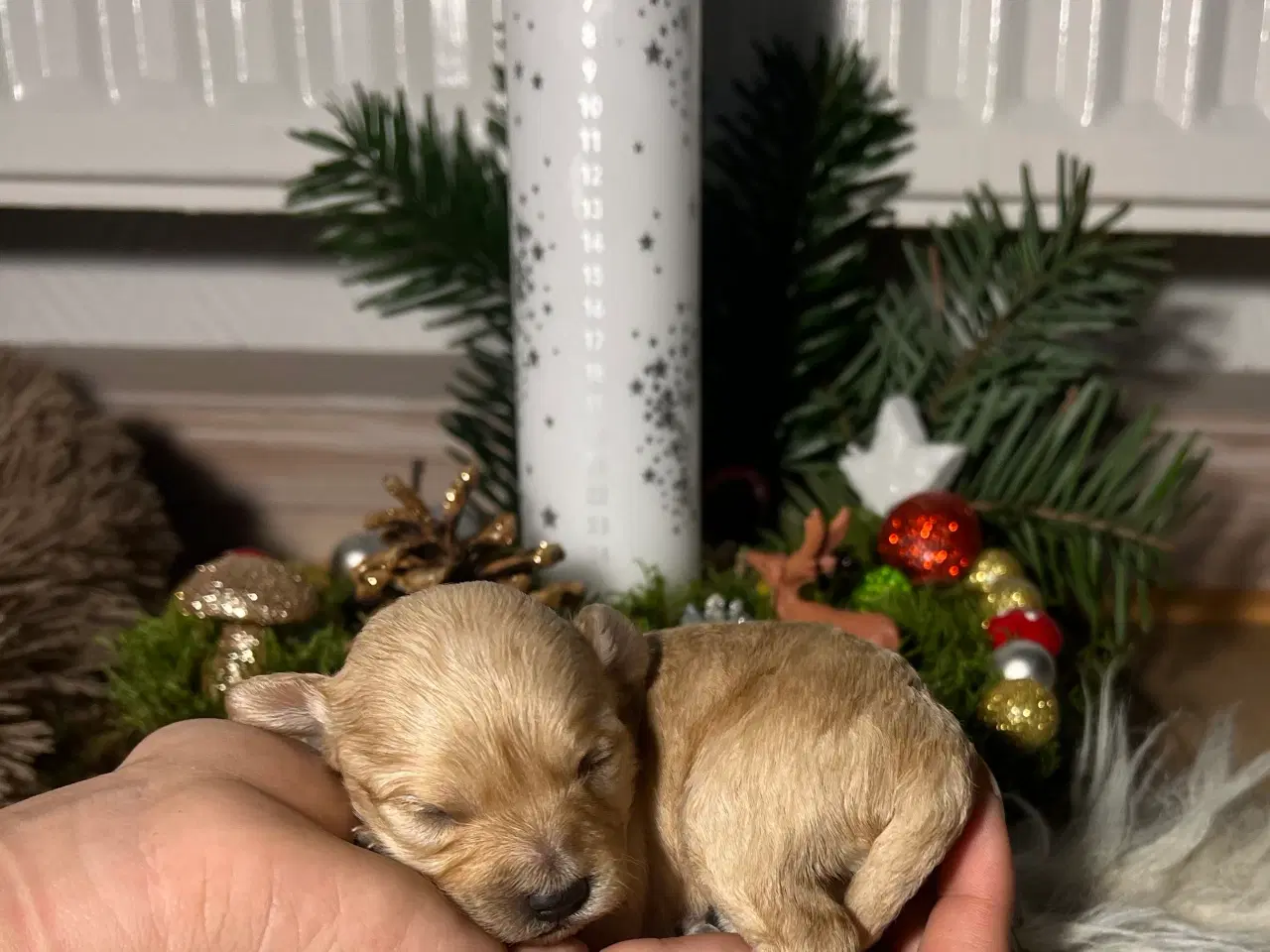 Billede 5 - Cavapooo