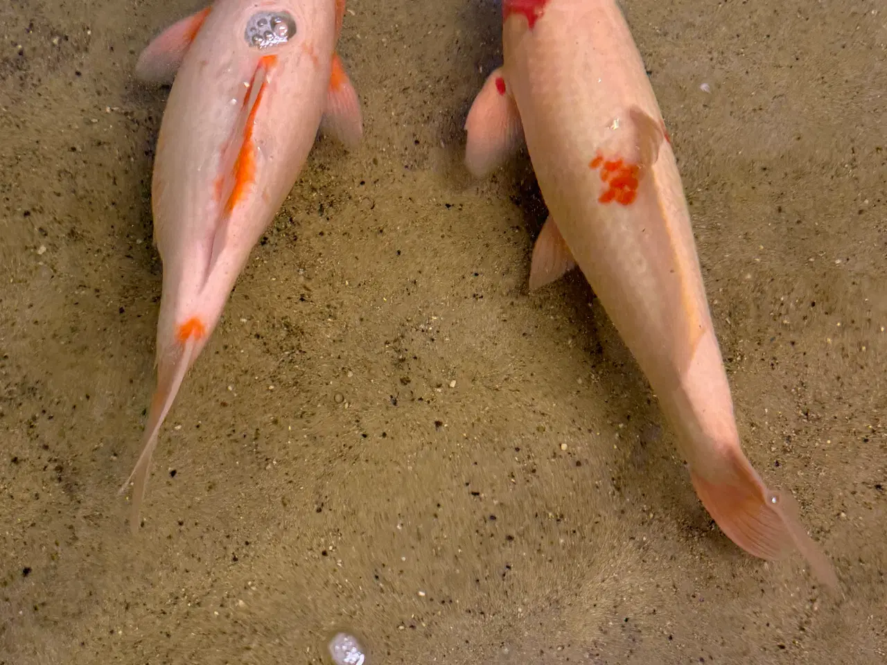 Billede 7 - Koier til salg 