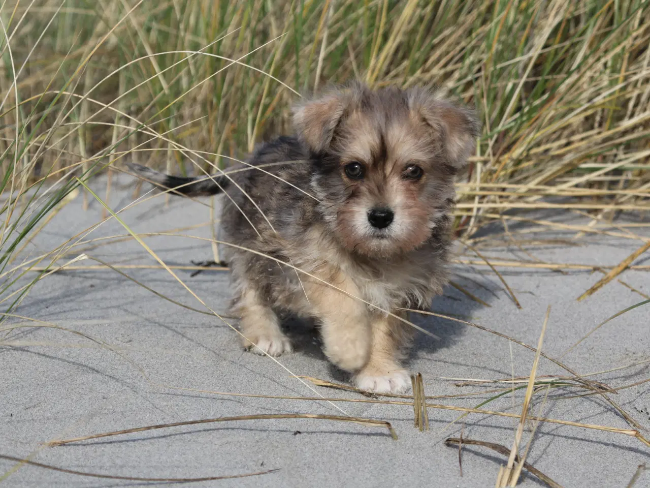 Billede 7 - Bichon havanais x cavalier king charles spaniel