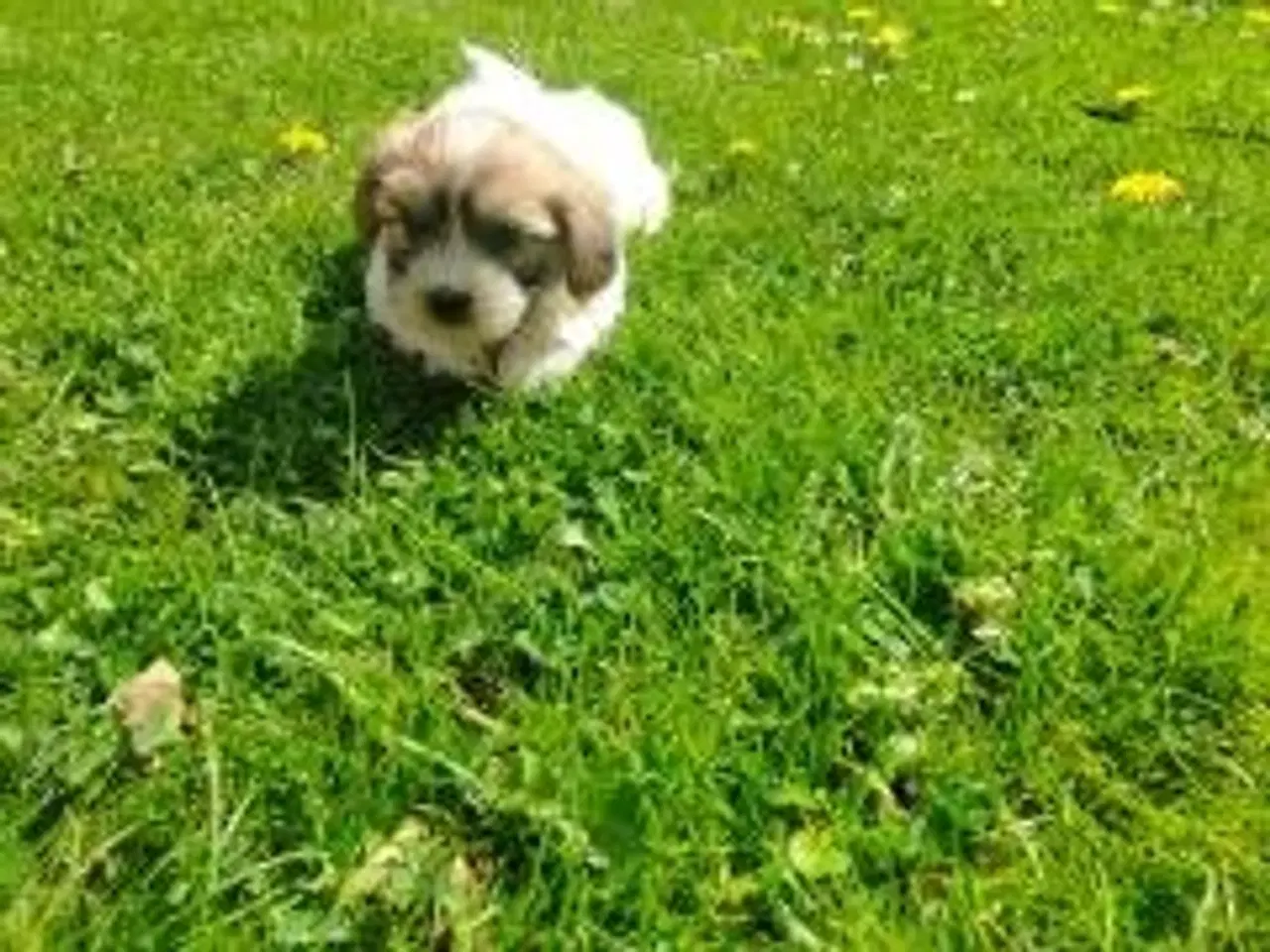 Billede 1 - Coton de tulear 