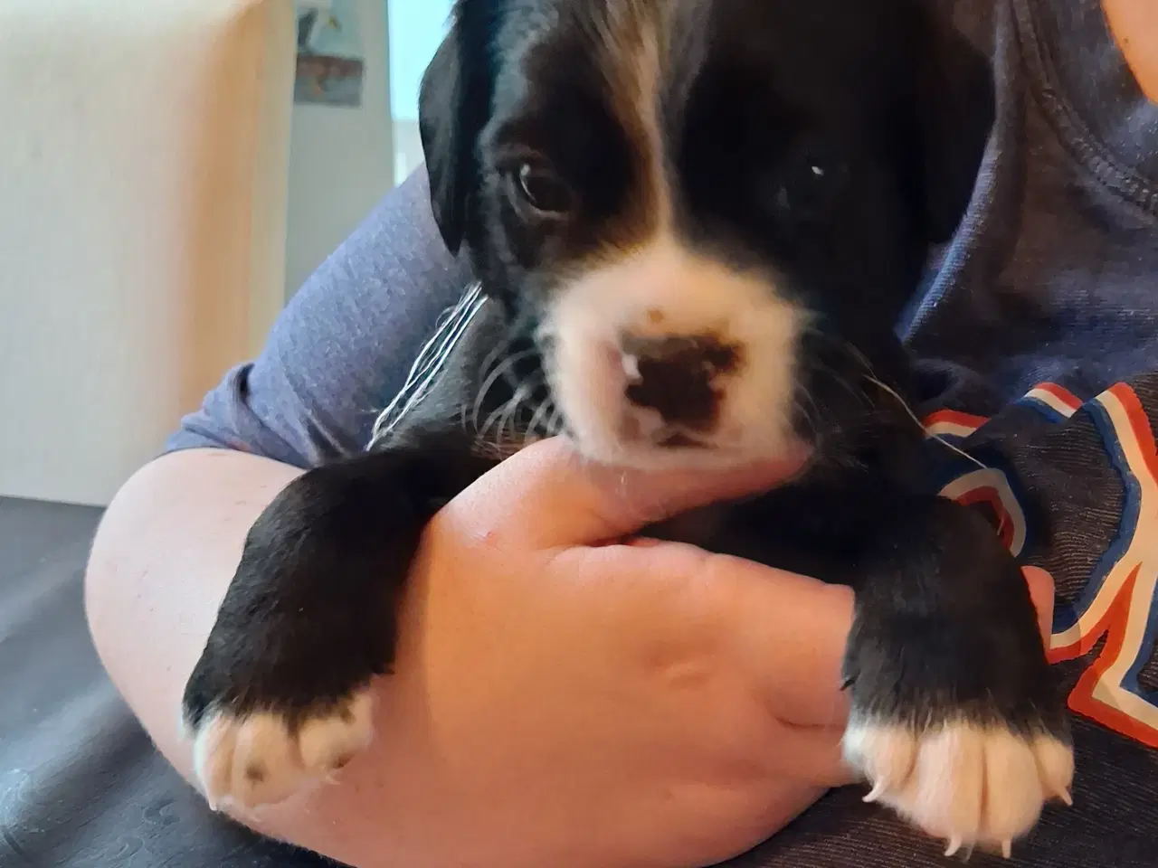 Billede 4 - Søde boxer hvalpe