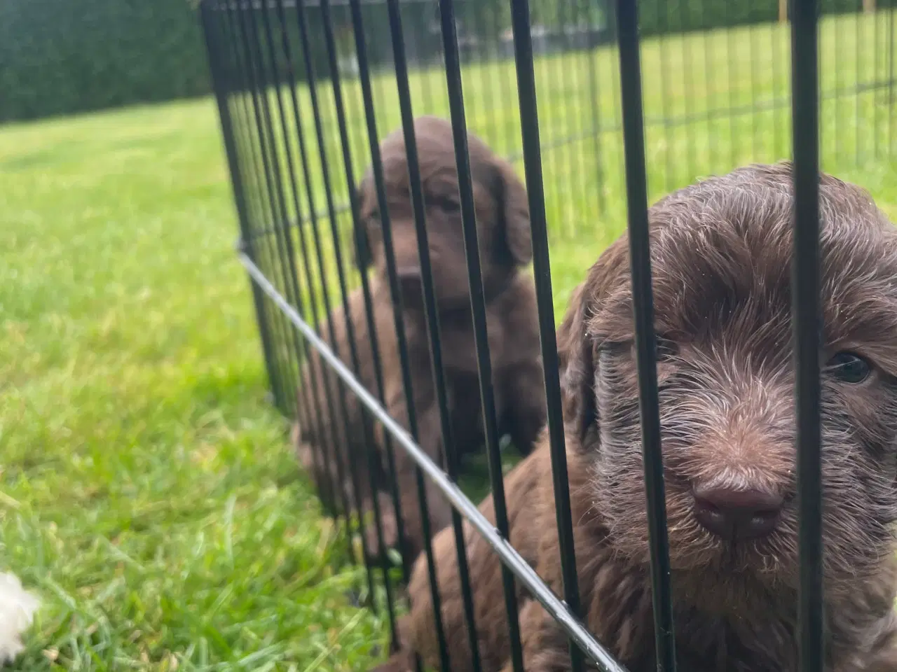 Billede 13 - Labradoodle