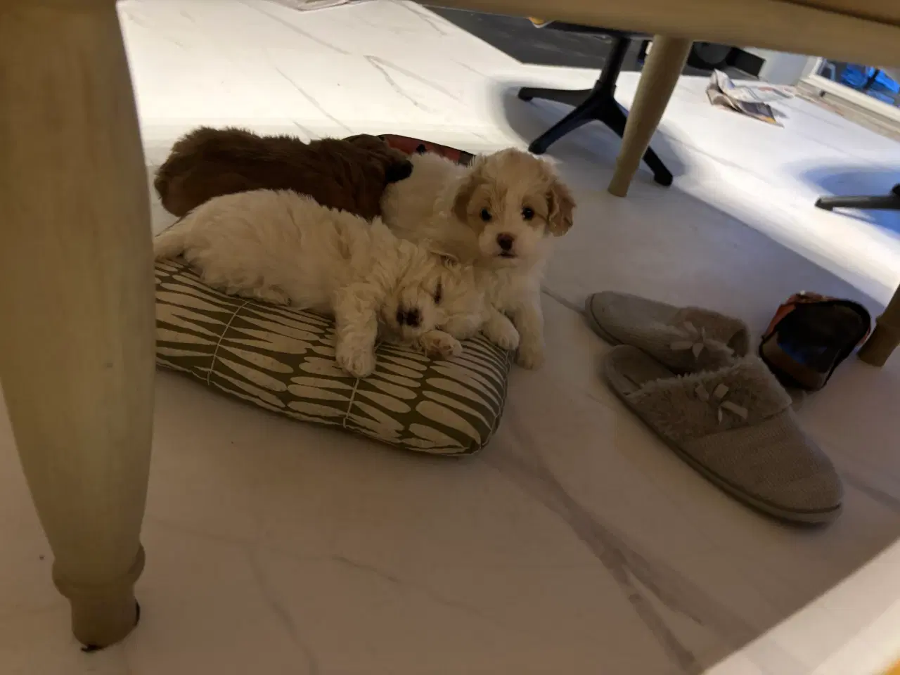 Billede 19 - Cottonpoo eller potton hvalpe