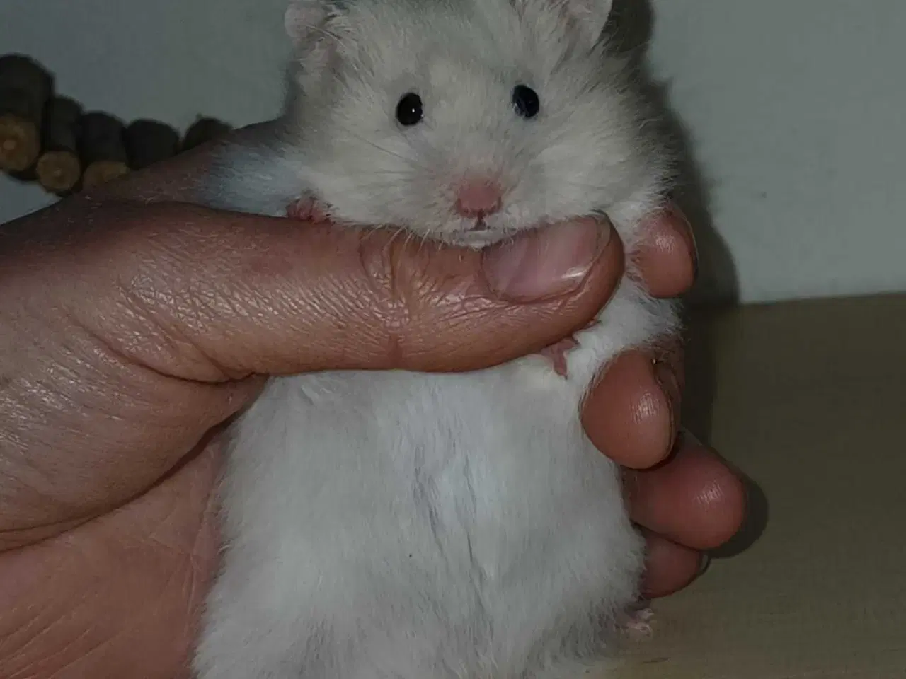 Billede 6 - Guldhamster unger