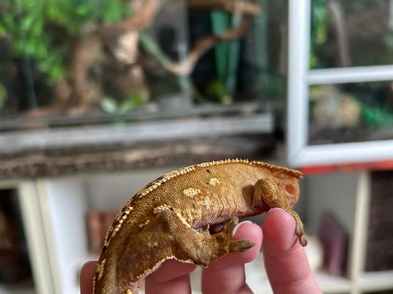 Billede 4 - Kronegekko incl terrarie