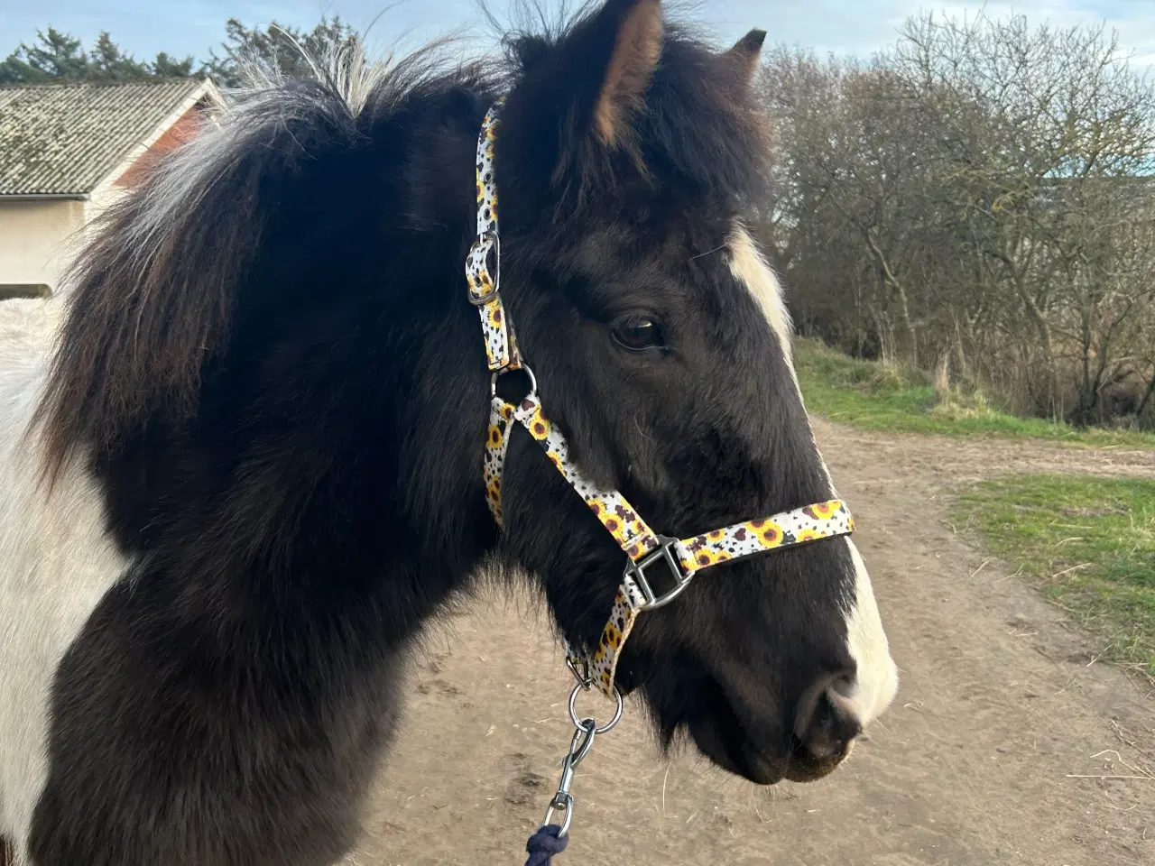 Billede 3 - Smuk islænder hoppe du selv kan forme.