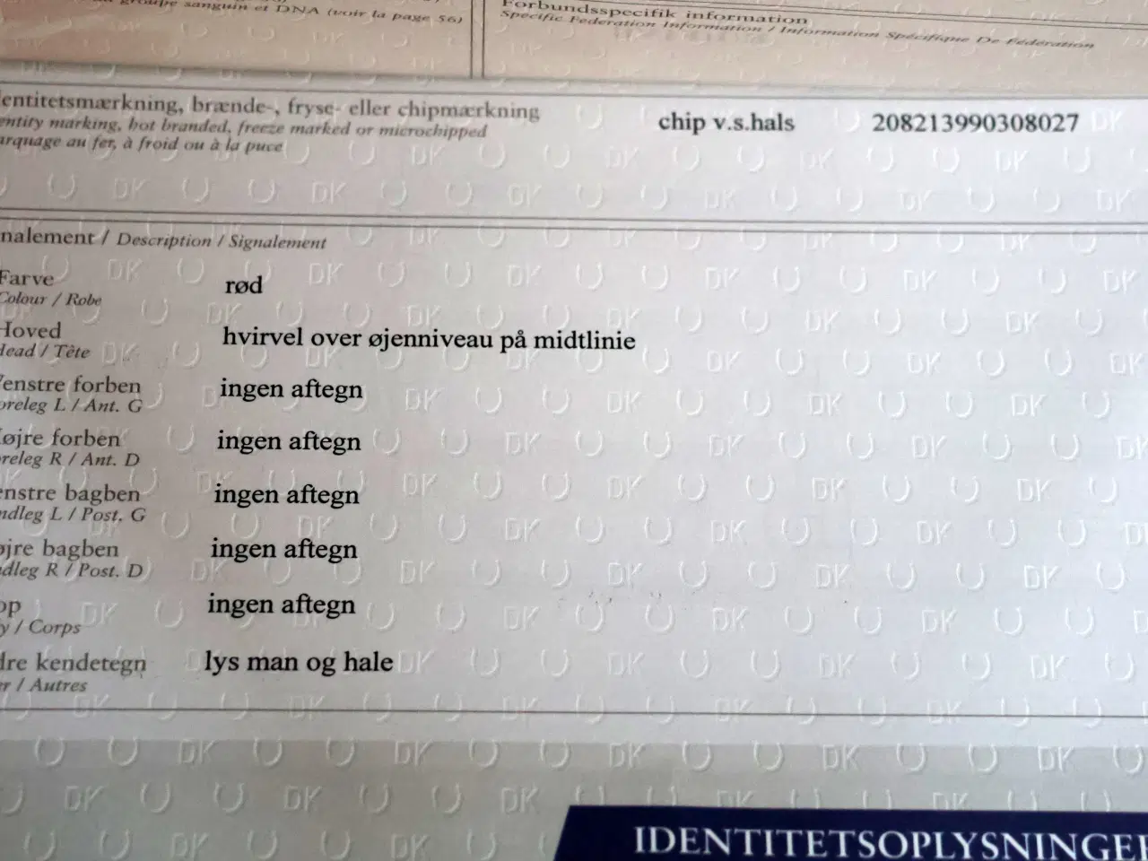 Billede 8 -  Islænder. Baldur (rød) født 12/6-2017. Vallak.
