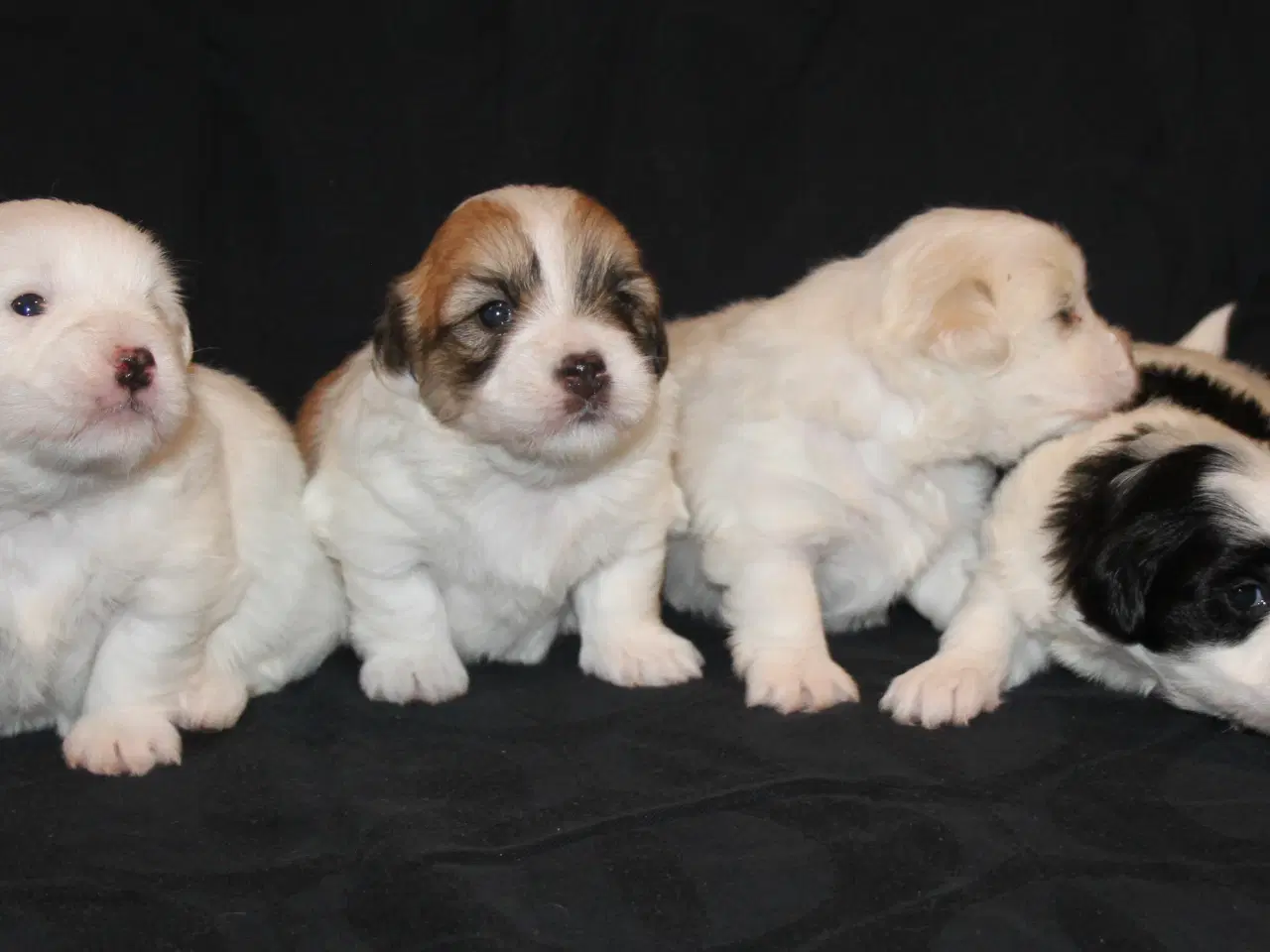 Billede 5 - Coton de Tulear hvalpe