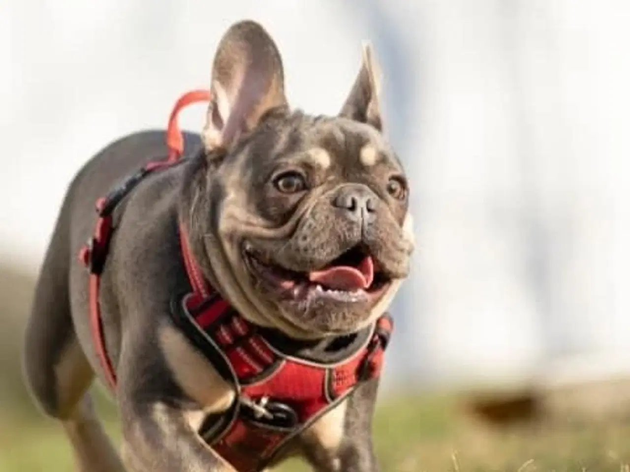 Billede 1 - Fransk bulldog med stamtavle søger blivende hjem