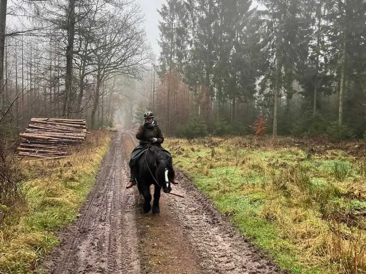 Billede 9 - Gypsy Vallak 